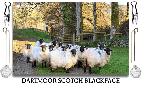 Today, by far the most common breed of sheep to be seen on the moor is 