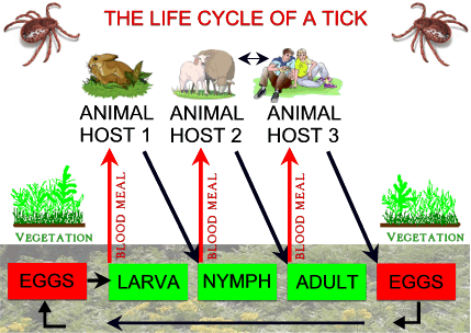 known as Lyme's disease known as Lyme's disease