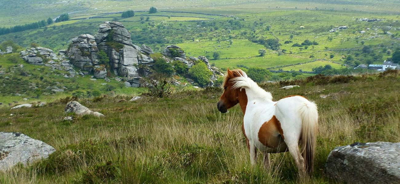 Photo Gallery Legendary Dartmoor