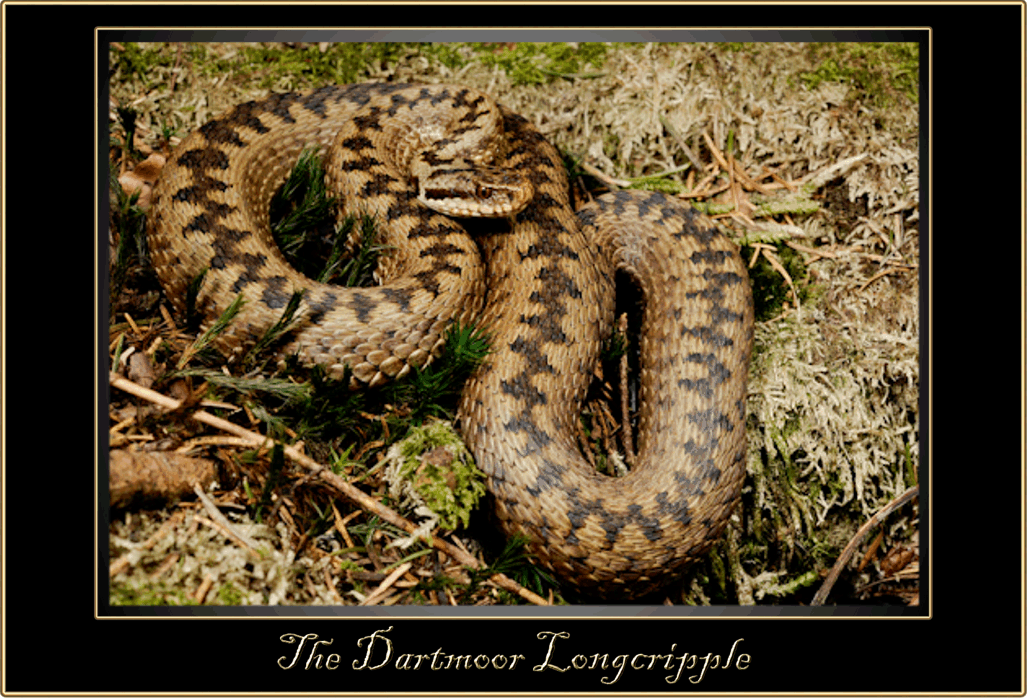 Adders – Legendary Dartmoor