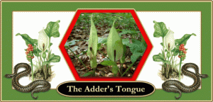 Adder's Tongue