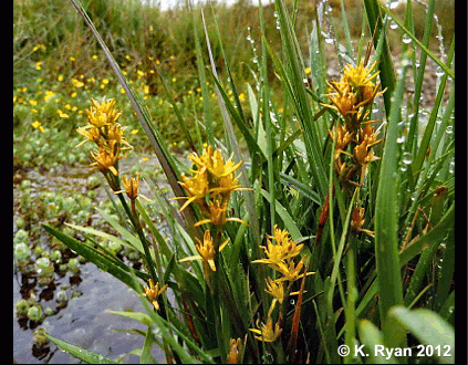 Bog Asphodel
