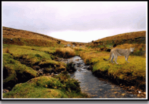 Beast of Dartmoor