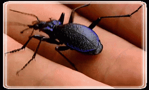 Blue Ground Beetles