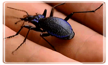 Blue Ground Beetles