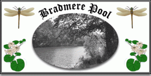 Bradmere Pool