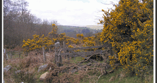 Gorse