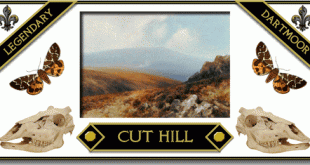 Cut Hill