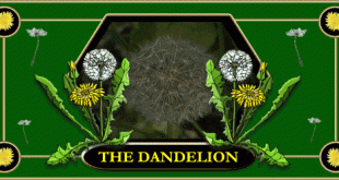 Dandelions