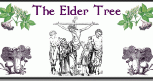 Elder Trees