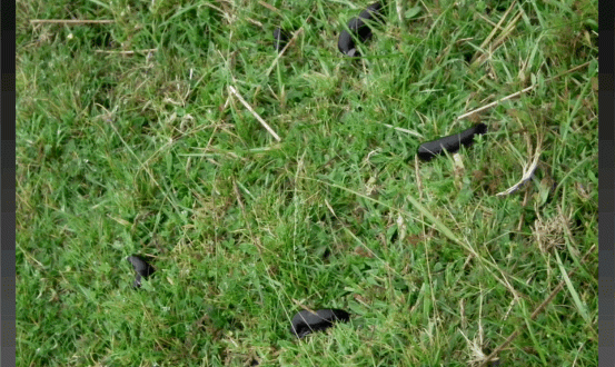 Fernworthy Immigrants