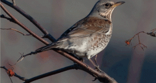Fieldfare