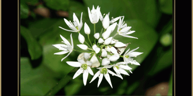 Wild Garlic