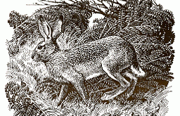 Piskie Hare