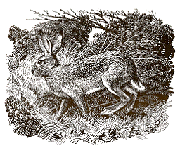 Piskie Hare