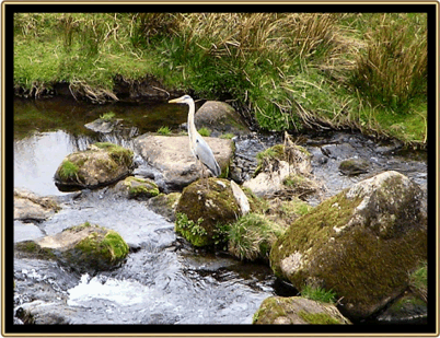 Herons