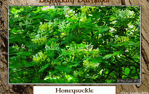 Honeysuckle