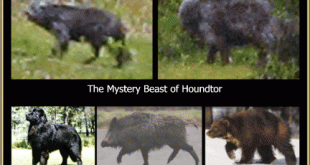 Houndtor Beast