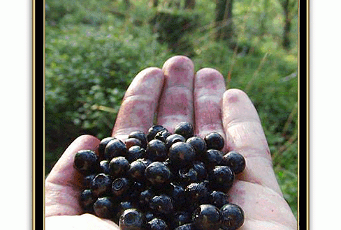 Whortle Berries