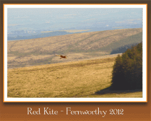Red Kites