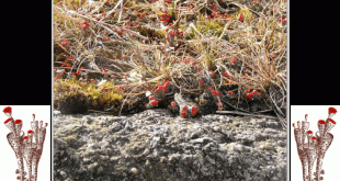 Dartmoor Matchsticks