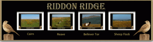 Riddon7.gif