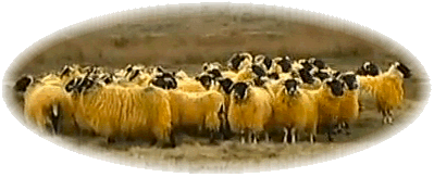 Sheep Rustling