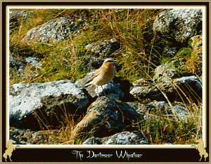 Wheatear2