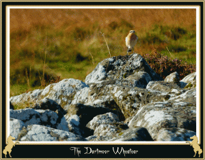 Wheatear3