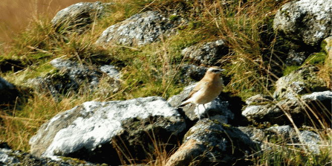 WheatearA