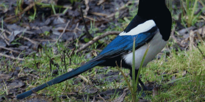 Magpie2