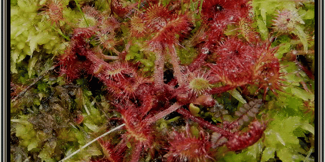 Sundew1