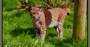 Lynx1