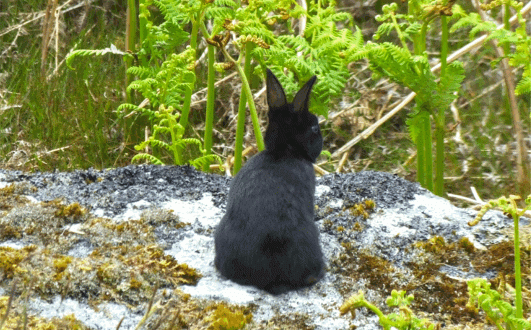 Rabbit1