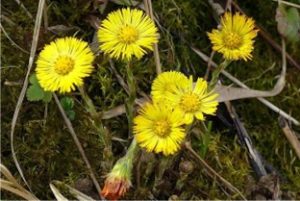 Coltsfoot2